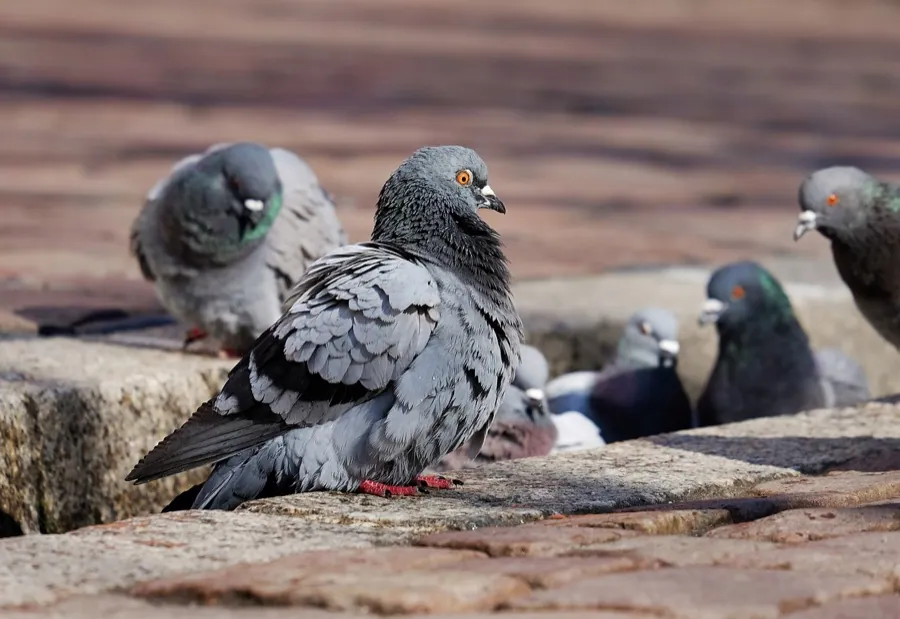 Reubicación de aves y palomas