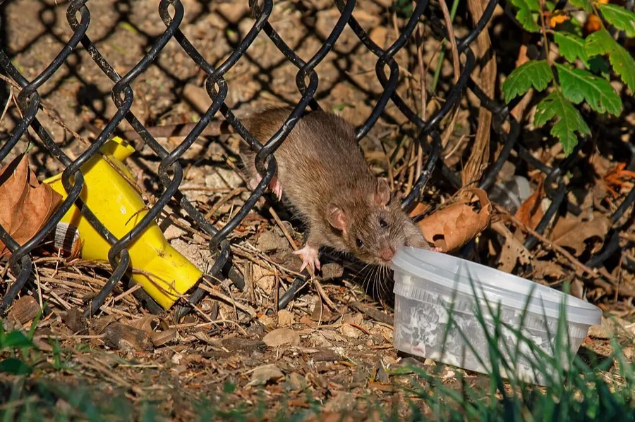 Control de ratas y ratones Rios Garden
